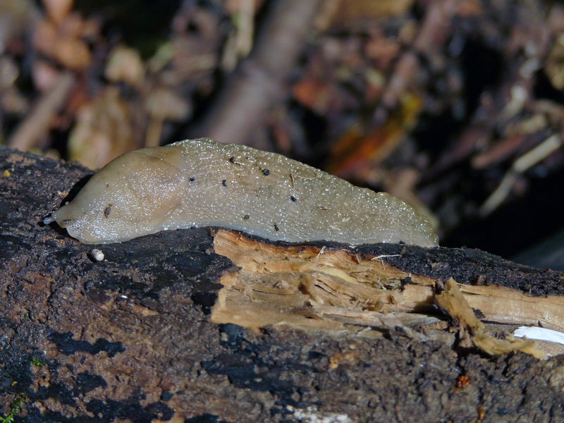 Limax punctulatus (?) dal Val Fredda (VA)
